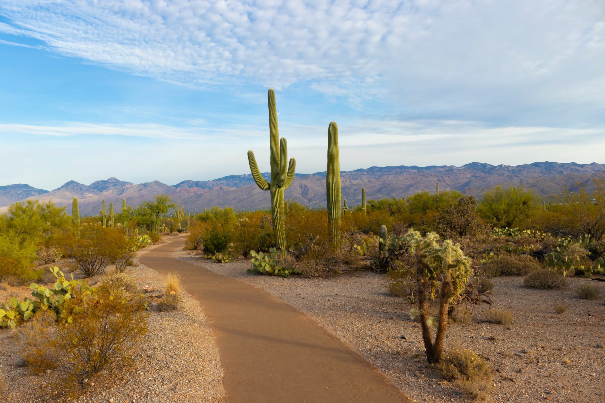 Cactus Plants